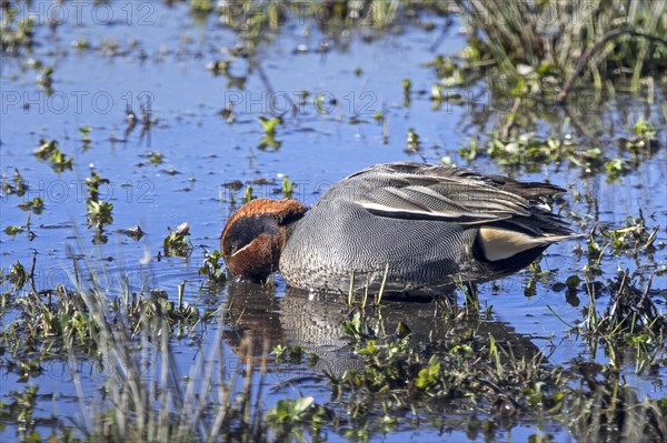 Eurasian teal