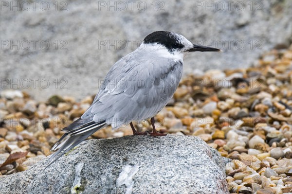 Common tern