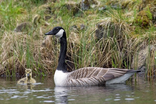 Canada goose