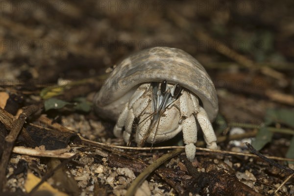 Hermit crab in foliage layer on Nosy Tanikely Island