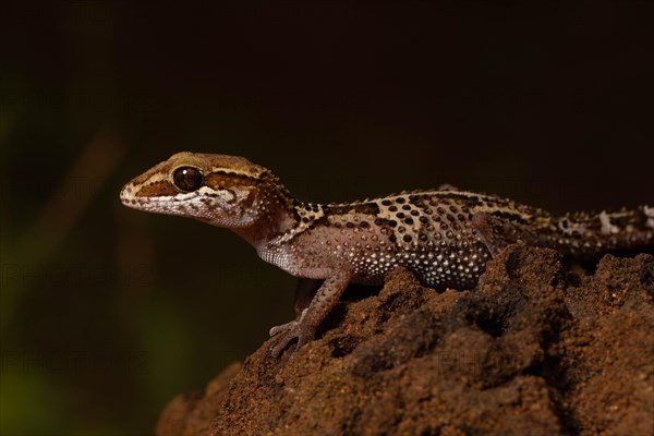 Stumpff's ground gecko