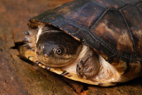 Yellow-bellied clavate pelomedus