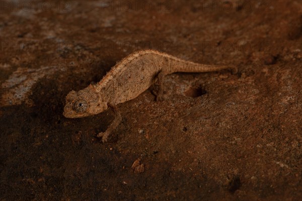 Ankarana ground chameleon