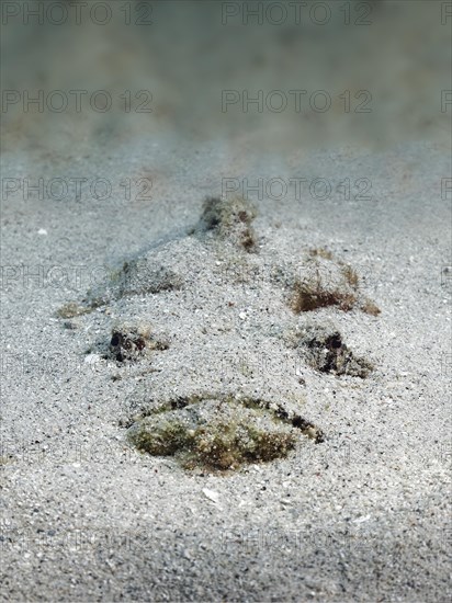 Reef stonefish