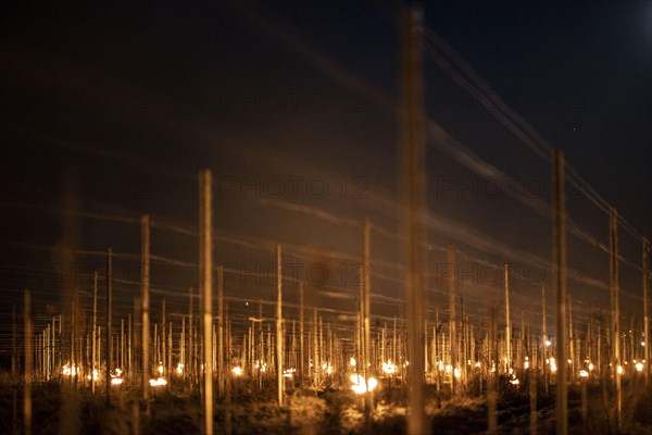 Fires loom on the vineyard of Wackerbarth Castle in Weinboehla