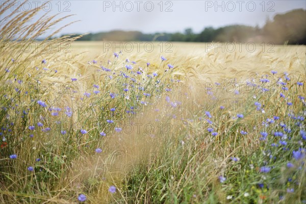 Cornflowers stand at the edge of a barley field on the Ummanz peninsula on the island of Ruegen. Ummanz