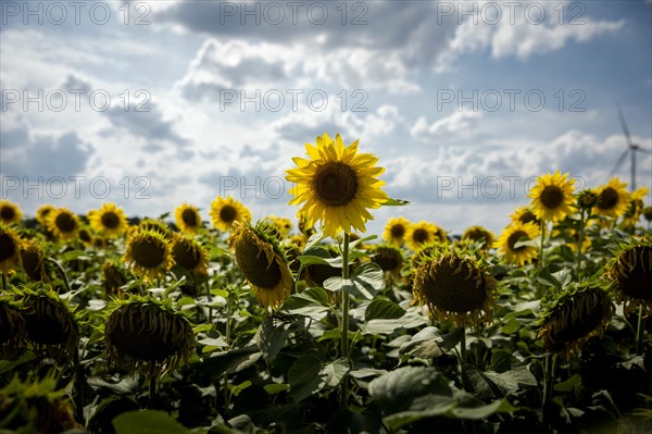 A sunflower rises from a sunflower field in summer in Luckau