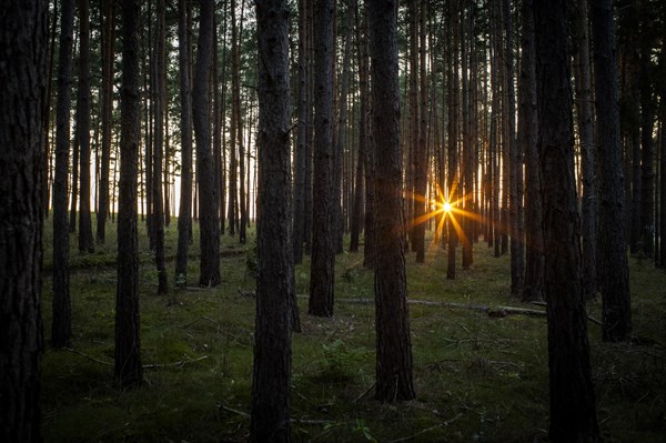 Forest landscape with evening sun in Brandenburg