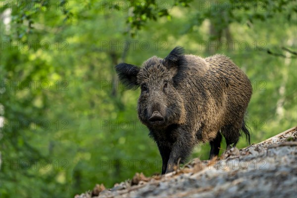 Wild boar