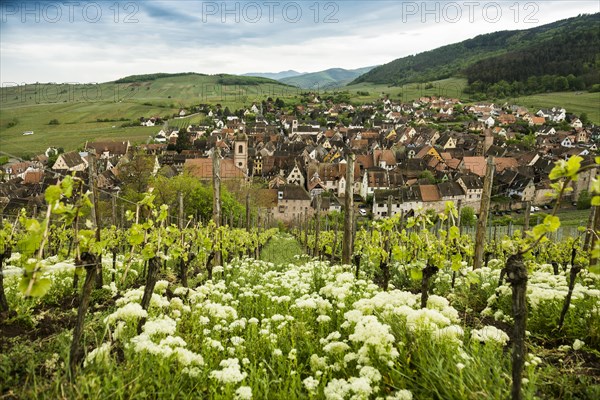 Medieval village in the vineyards