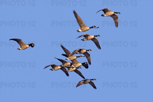 Flock of Canada geese