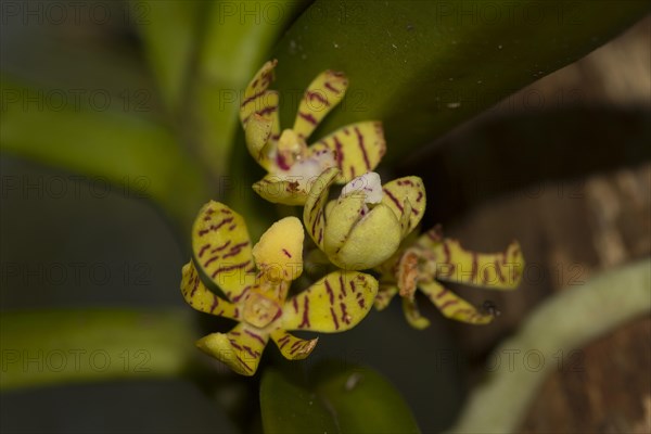 Close-up of the flower of an orchid