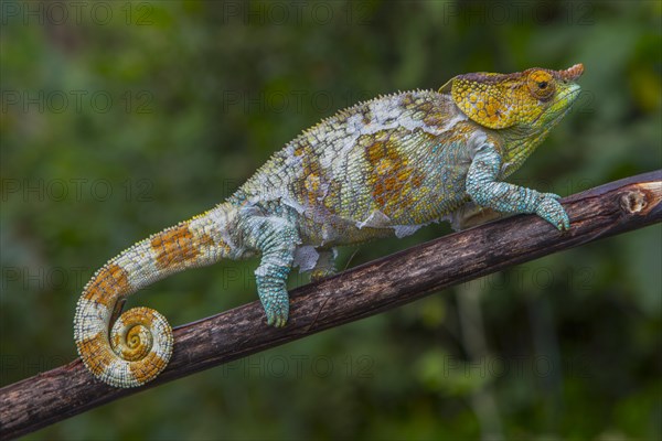 Variegated chameleon