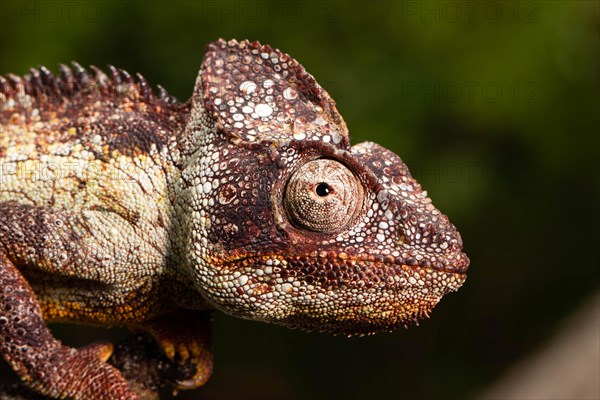 Male Madagascar malagasy giant chameleon