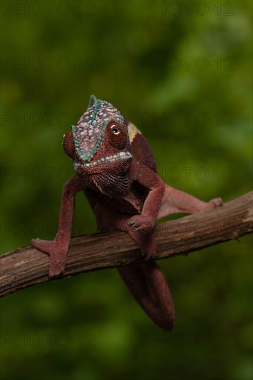 Male panther chameleon