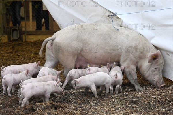 Pig with piglet