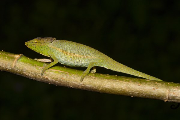 Glaws chameleon