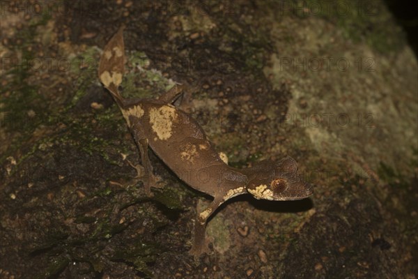 Rare leaf-tailed gecko