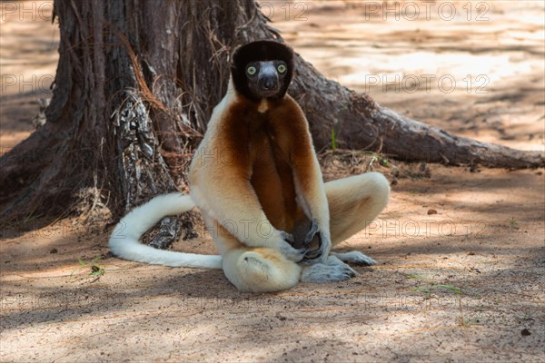 Male crowned sifaka