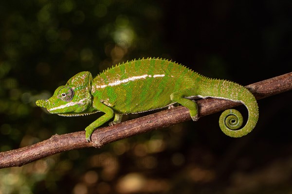 Rediscovered male voeltzkow's chameleon