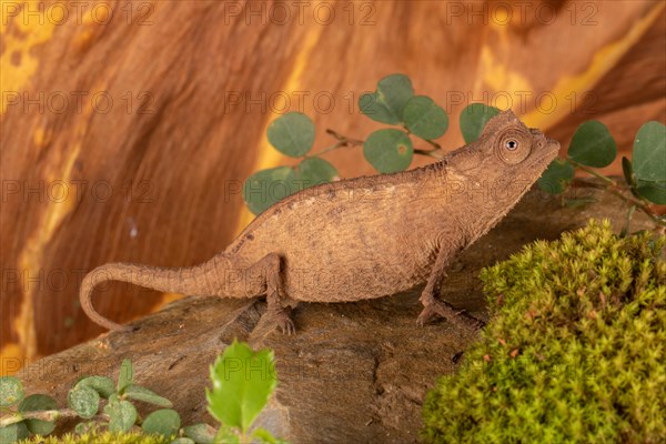 Female Stumpff's earth chameleon