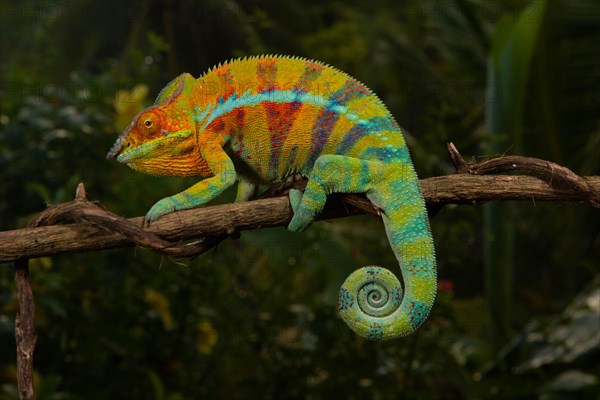 Male panther chameleon