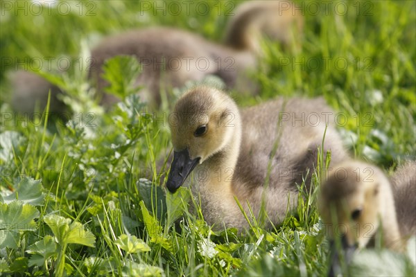 Chicks of Canada geese