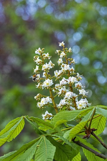 Chestnut blossoms