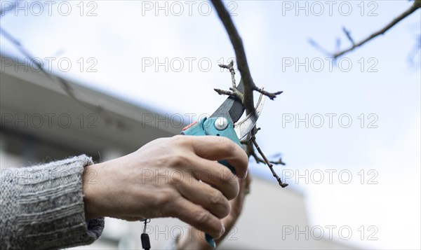 Topic: Pruning fruit trees in spring. Here an apple tree