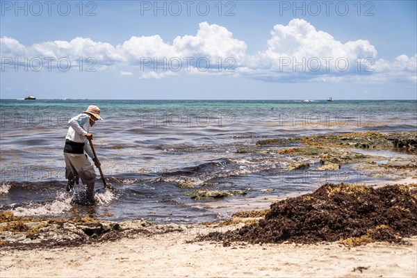 Mexican worker picking seaweed from