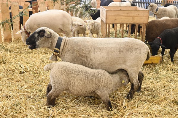 Brown-headed meat sheep