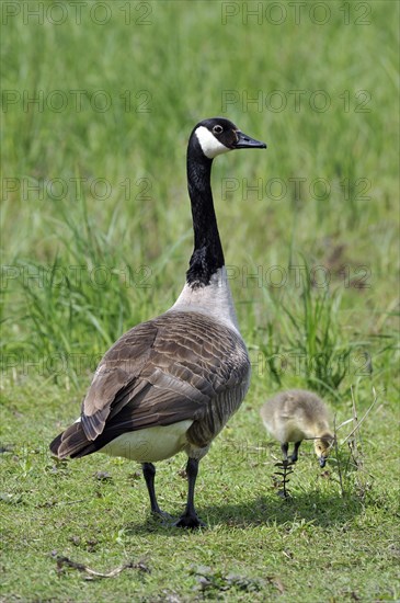 Canada goose