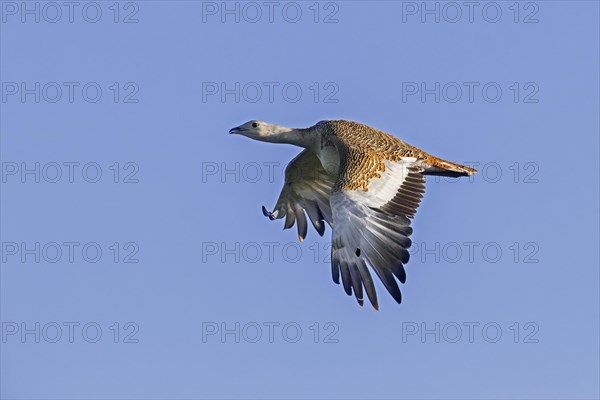 Great bustard