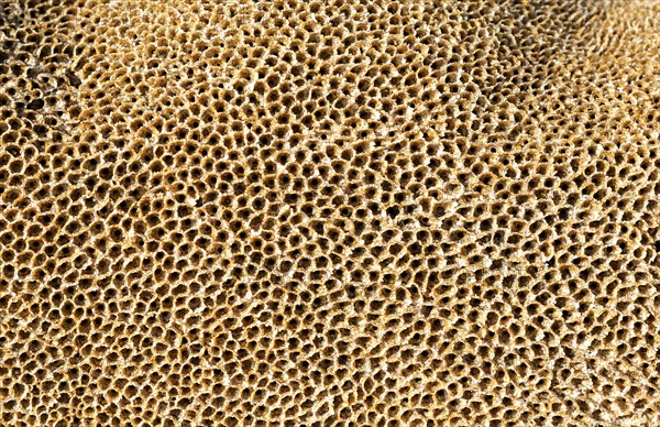 honeycomb worm