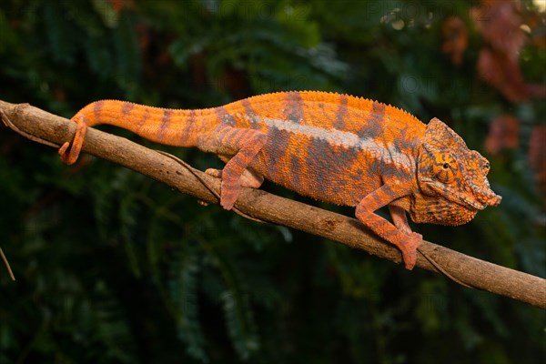 Male Angels chameleon