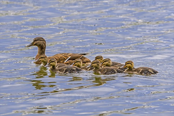 Mallard