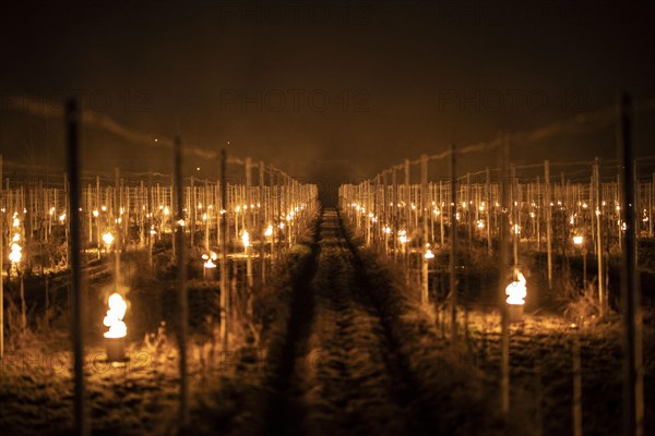 Fires loom on the vineyard of Wackerbarth Castle in Weinboehla