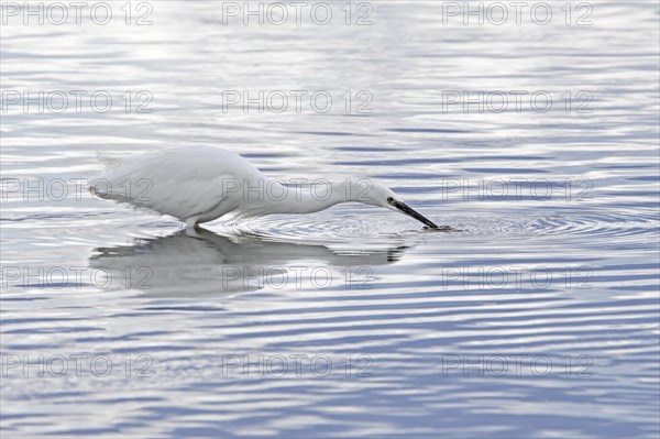 Little egret