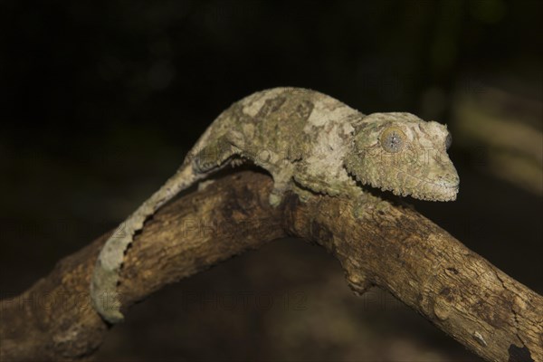 Mossy leaf-tailed gecko