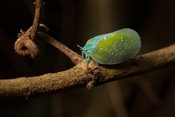 Colourful butterfly cicada