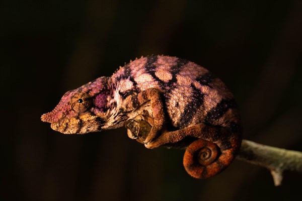 Female rhinoceros chameleon