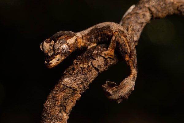 Guenther's flat-tailed gecko