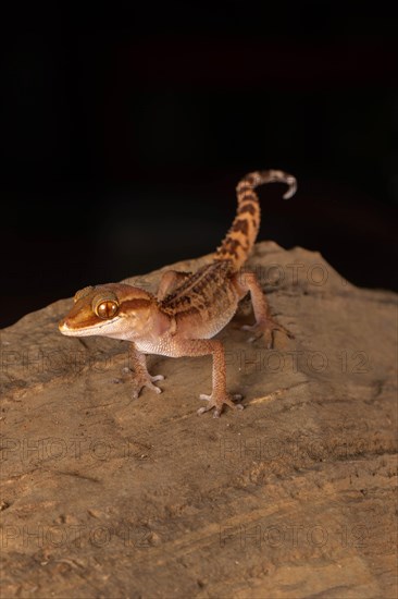 Stumpff's ground gecko