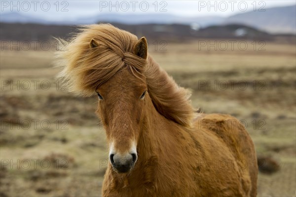 A young Icelandic horse