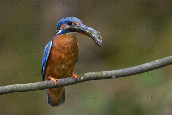 Common kingfisher