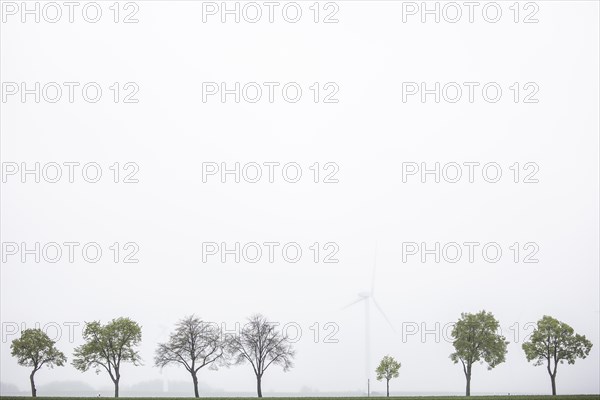 Trees along a country road stand out in front of wind turbines in Vierkirchen