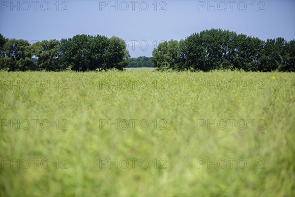 View over a field on the island of Ummanz. Ummanz