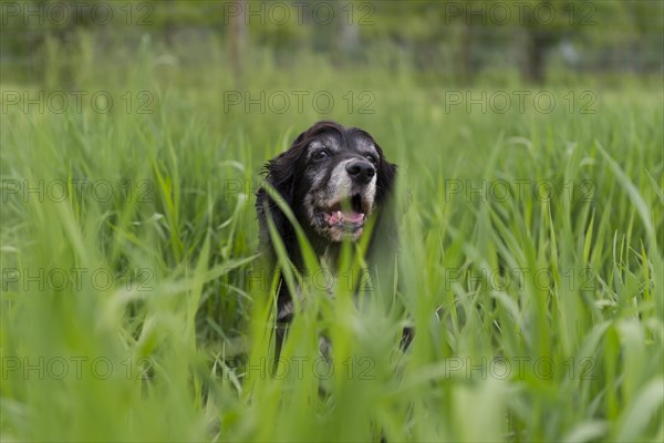 Cocker Spaniel Dog in the Green Grass