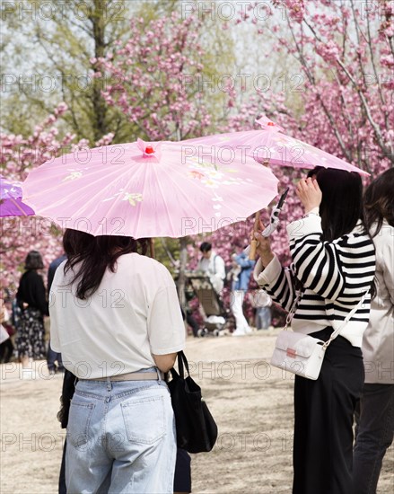 Japanese cherry