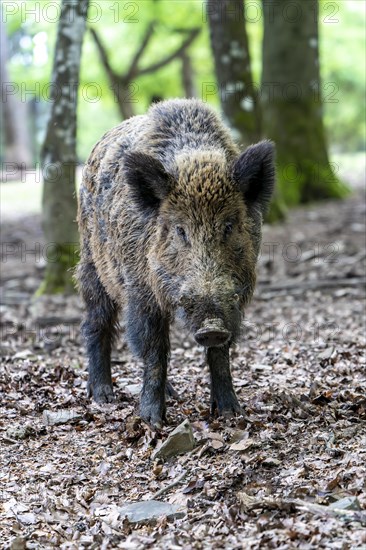 Wild boar